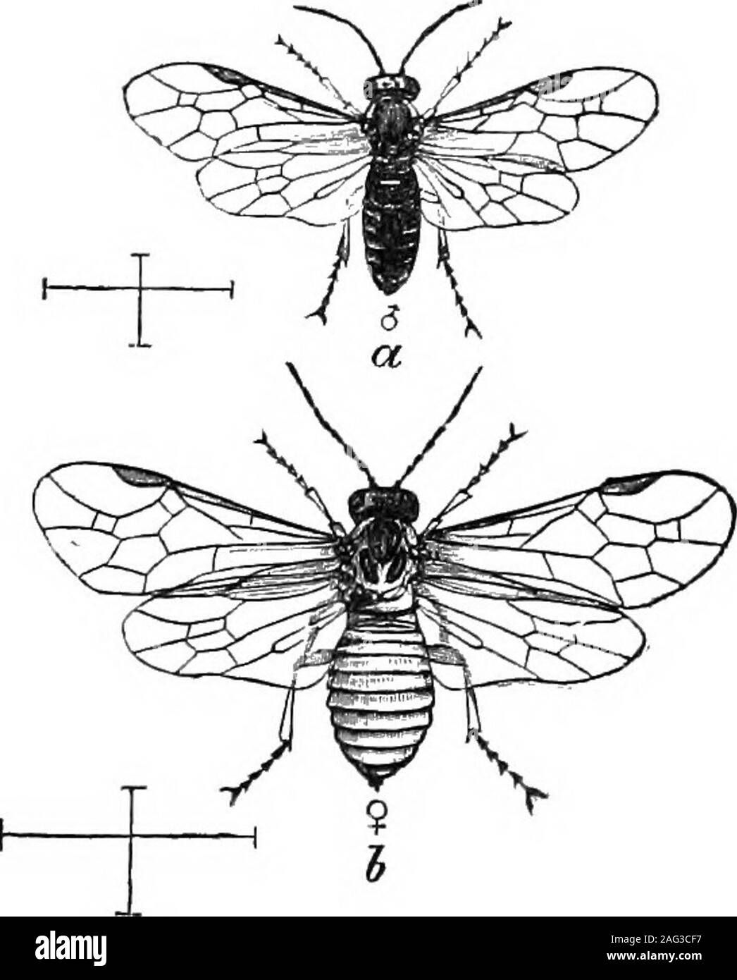 . [Scientific lectures]. THE CUEEANT WOEM—:NEMATUS VENTEICO-SUS.—x%. a, a, a, different stages of growth ; b, a single segment ofthe caterpillar magnified. Fig. 2.. Adult specimens enlarged. The marks at the side repre-sent the actual measurement with wings spread, a, male;b, female. See page 22. Stock Photo