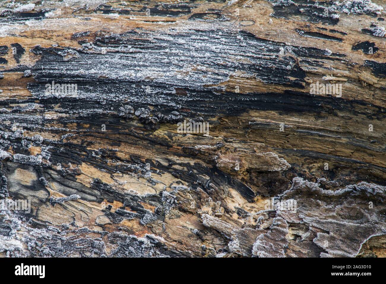 abstract texture of frozen lumber Stock Photo Alamy