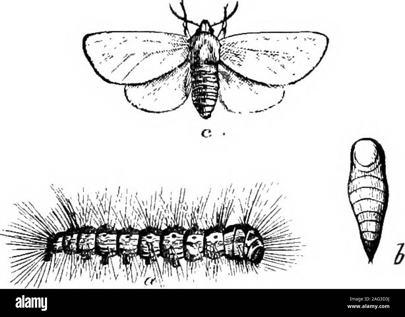 . [Scientific lectures]. FOEEST TENT CATERPILLAE—CLISIOCAMPASYLYATICA.—iTanFig. 4. Caterpillar full grown ; natural size,a, eggs; b, female moth, natural size; c, enlarged viewof egg from top ; d, enlarged view of eggs from side. See page 21.. WEB WORM—HYPHANTRIA TEXTOR.—^«rns.All natural size, a, caterpillar ; b, chrysalis ; c, moth. See page 22. Fig. 1. Stock Photo