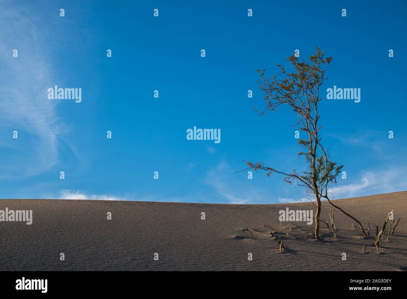 Beautiful scene of a lonely half-dry tree growing in the sandy ground of a hot desert Stock Photo