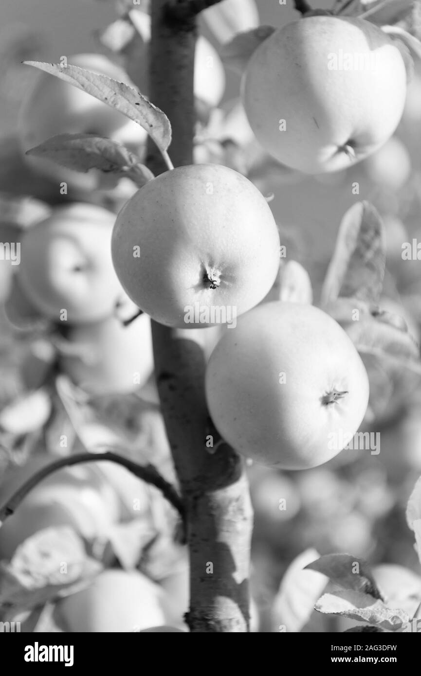 Fruit gardening. Fruit trees grow in apple garden. Fruit orchard trees