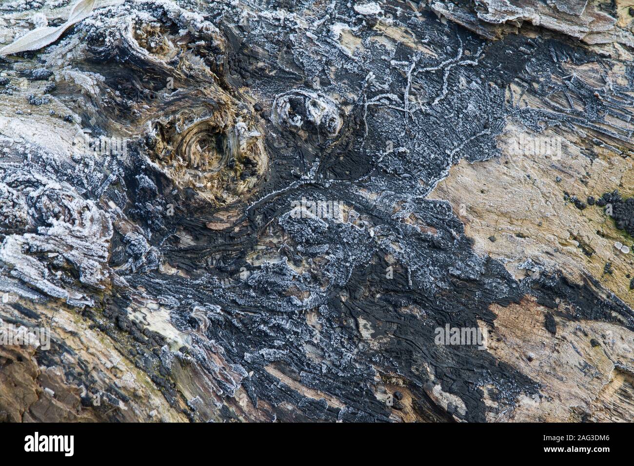 abstract texture of frozen lumber Stock Photo Alamy