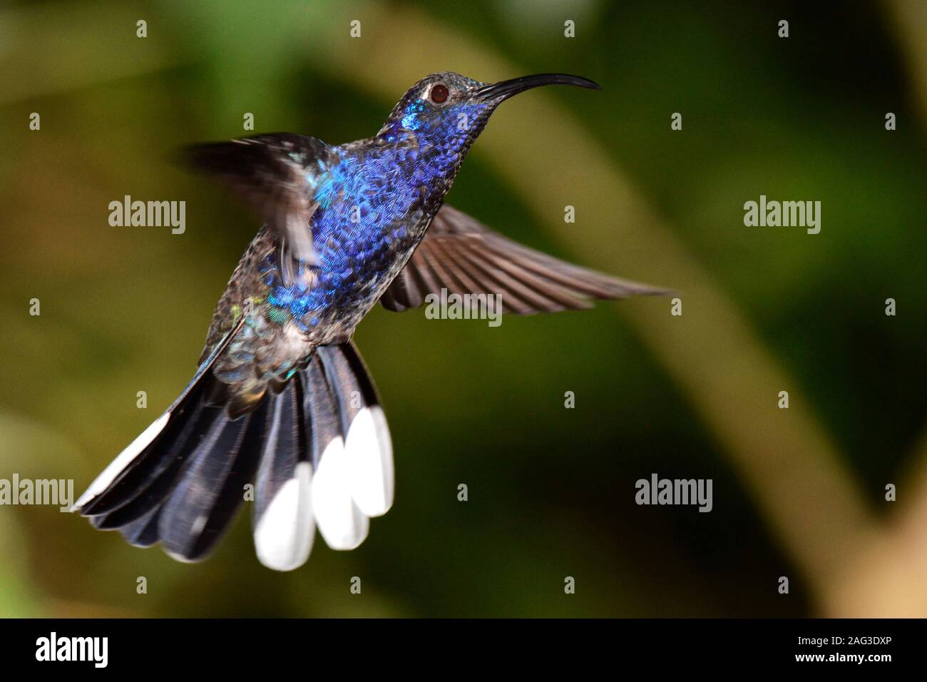 Violet sabrewing hummingbird, Campylopterus hemileucurus, Monteverde, Costa Rica Stock Photo