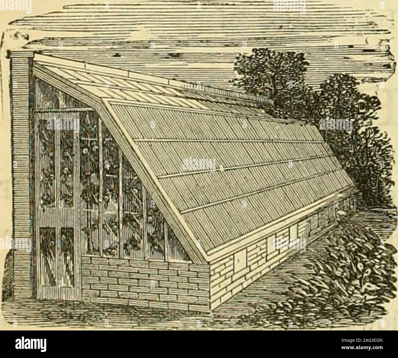 . The Gardeners' chronicle : a weekly illustrated journal of horticulture and allied subjects. Patent Portable Glass Wall Protector. The Screens will be supplied all complete, with glass, patentmetal groove, uprights, &c.,for 155., iSj., 20J.,and 245., perrunning fuot, according to the height of the wall and the width ofthe border. This is the cheapest glass structure ever invented.. Fruit Walls converted into Orchard-houses on the abovelimple and most efficient system, from 20s.. 24^ , 26s., 30J., to34s., per foot run, according to the height of the wall and widthof the border. In the front t Stock Photo
