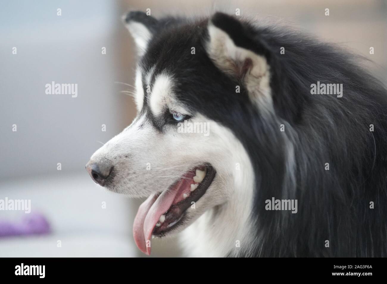 Sakhalin husky hi-res stock photography and images - Alamy