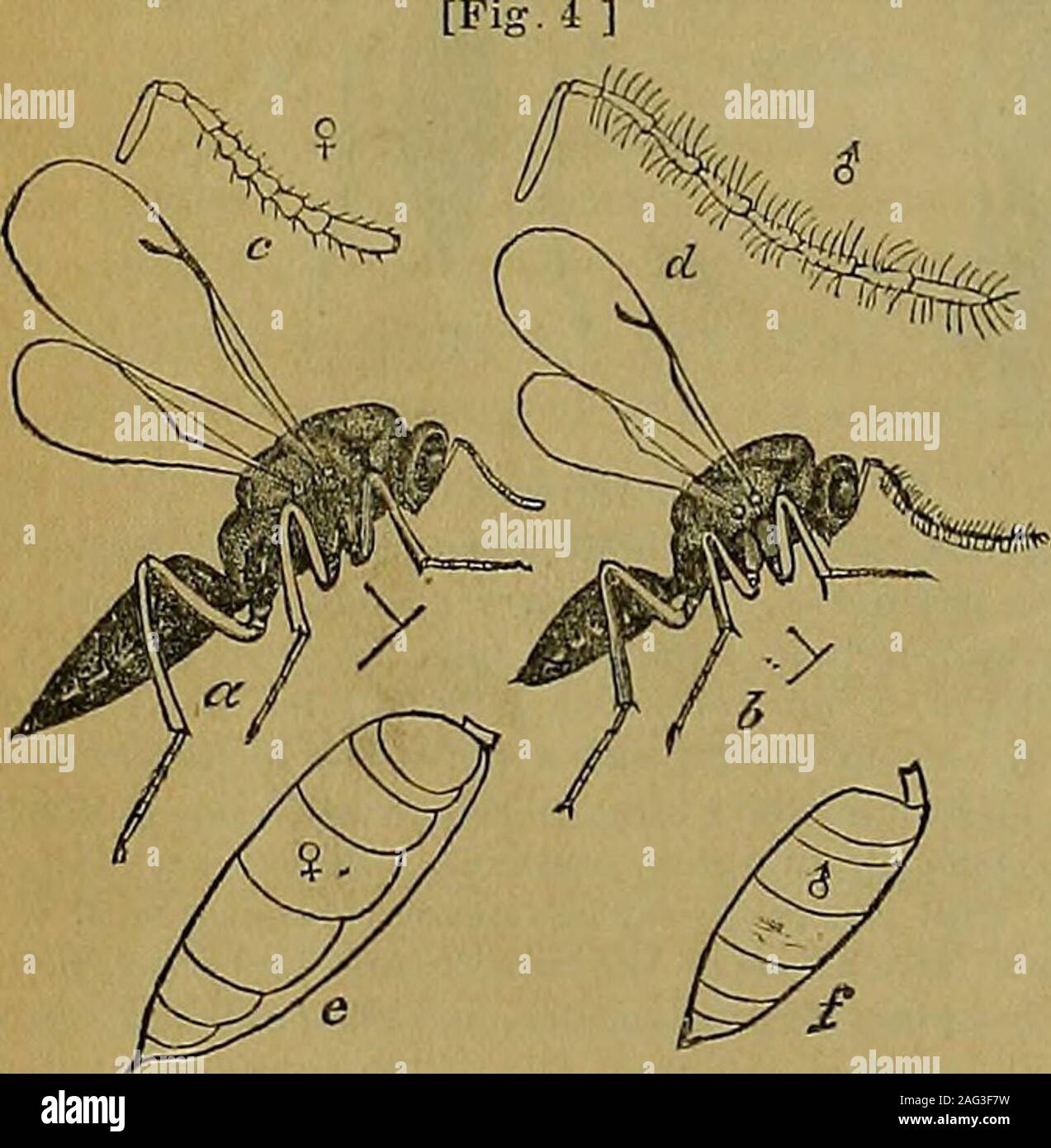 . The American entomologist and botanist. -;^-alls, and 1 found, that y yeilo ihi 1(1 l]ii existence of any:yvt-[ these four so-called5- and 47 Q from Canadianiin«t of tliem were fritici Fitch, two were secalis Fitch, a few verged upon liordeiHarris, and seven verged u])ou/«/:iiy&gt;(?s Fitch; and that num-erous intermediate grailes occurred between all these fourforms. Therefore, I incline to believe that Fitchs threeso-calie&lt;I species are—so far as the facts indicate—meresynonyms of hordei Harris; and that the correct name lor allthe Joint-worm Flius that infest small grain is Jsosoma h Stock Photo