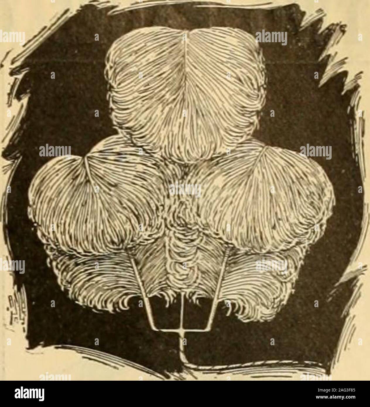 Dresshat hi res stock photography and images Alamy