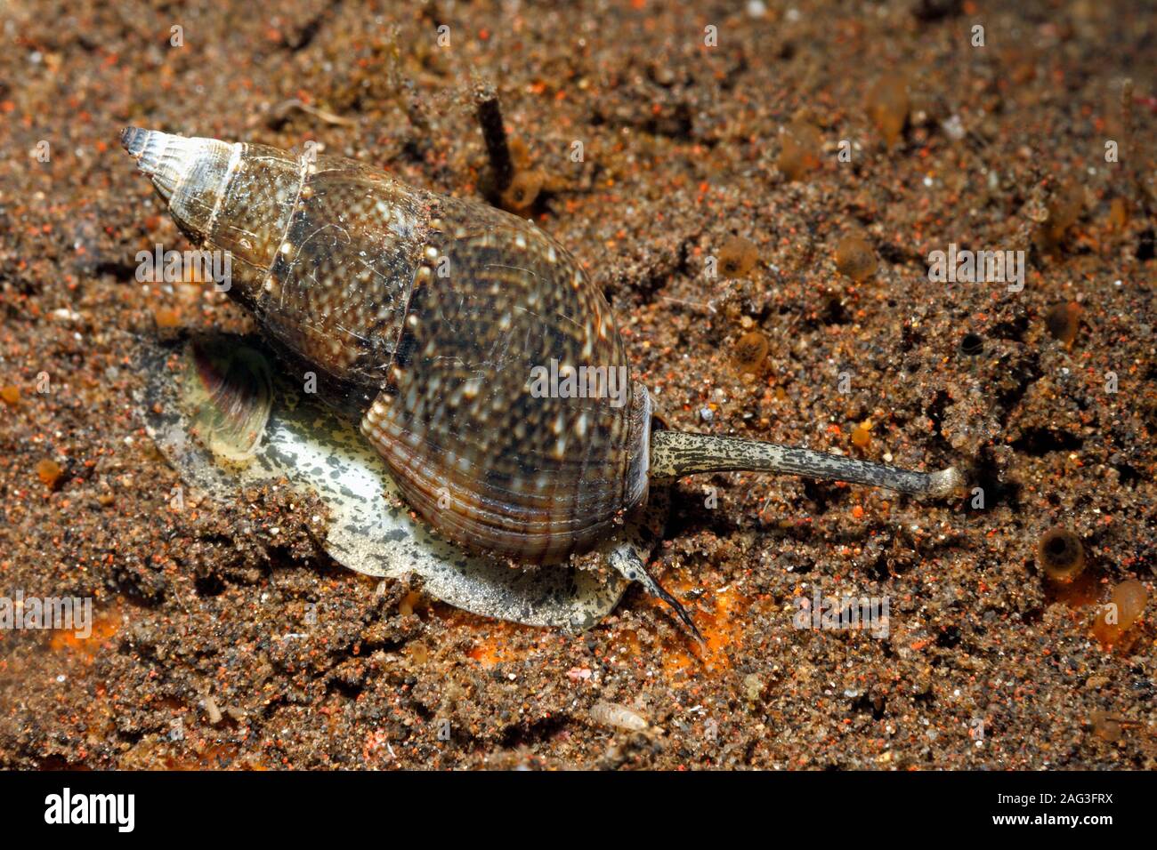 Sea Snail, Nassarius reeveanus, crawling along sand showing syphon and eye. Often called . Tulamben, Bali, Indonesia. Bali Sea, Indian Ocean Stock Photo