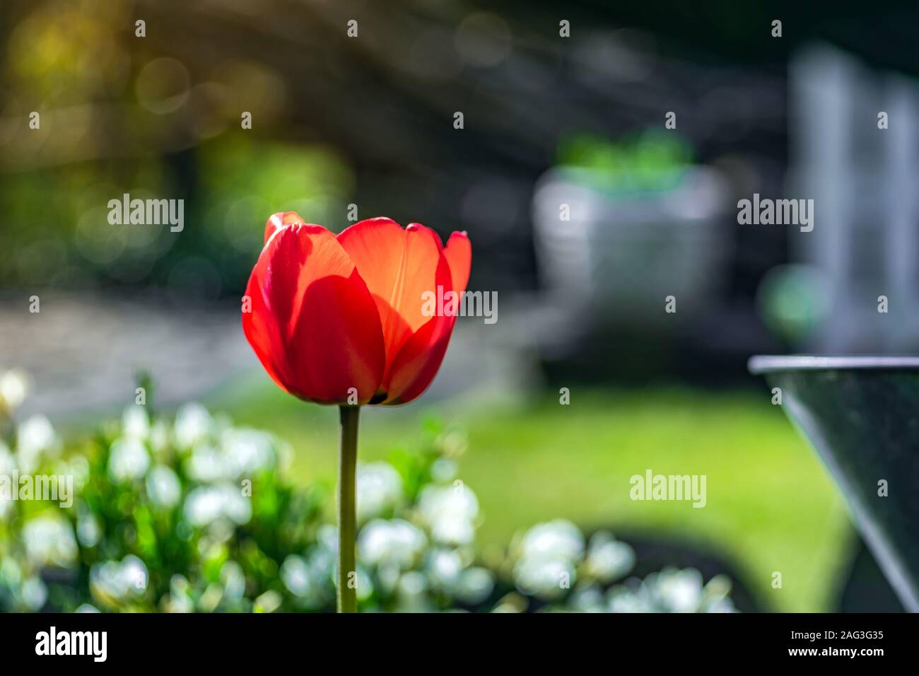 Selective focus shot of a red Tulip sprengeri growing in a field Stock Photo