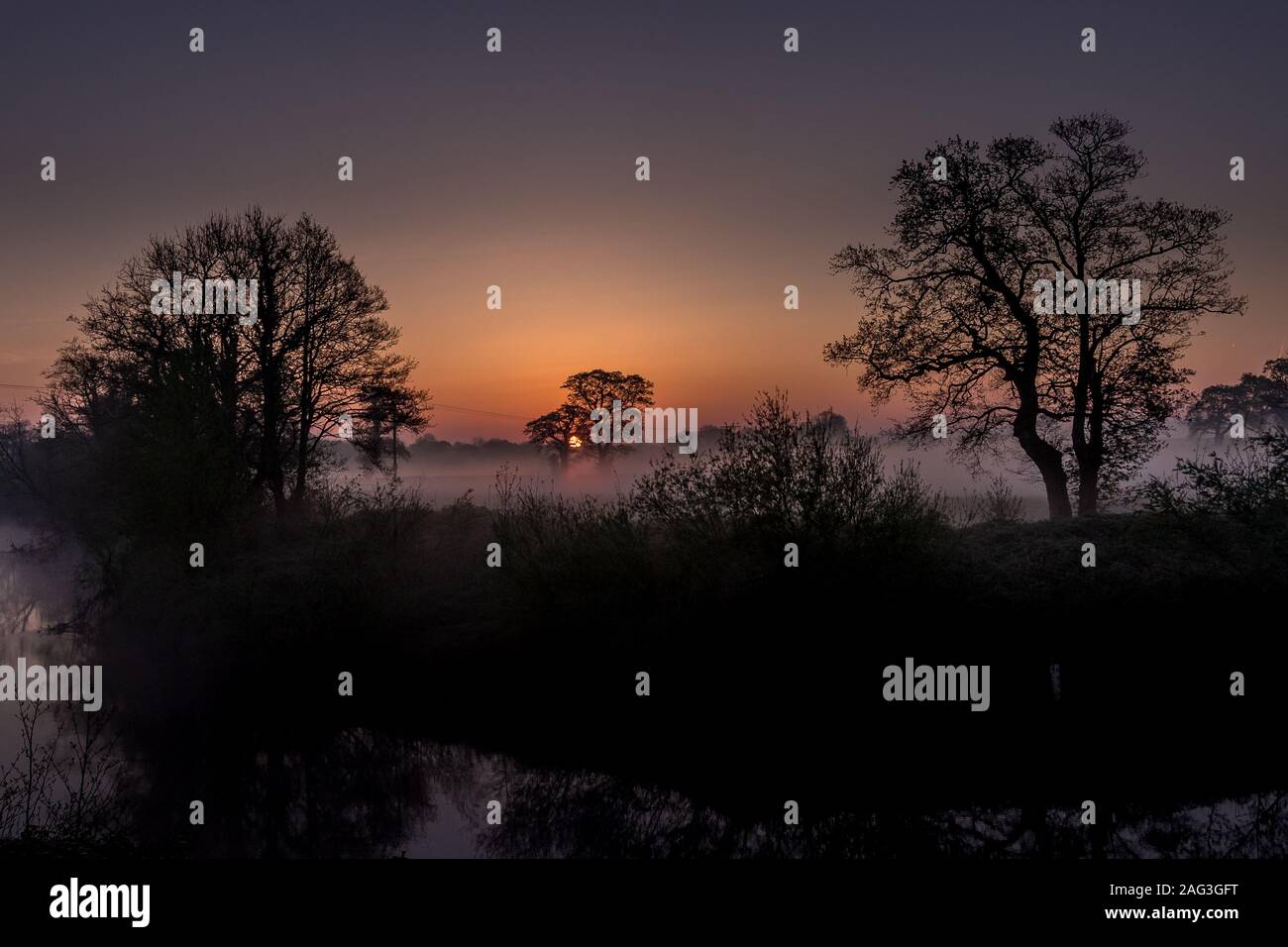 Foggy forest with beautiful trees Stock Photo - Alamy