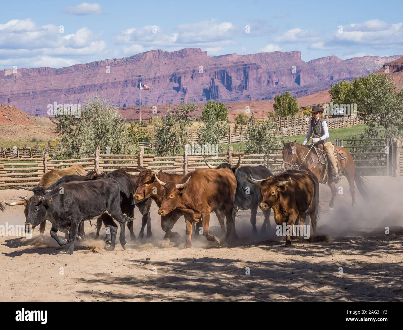 A cowgirl herds longhorn steers on the Red Cliffs Ranch near Moab, Utah.  The sandstone cliffs of the Colorado River valley are in the background. Stock Photo