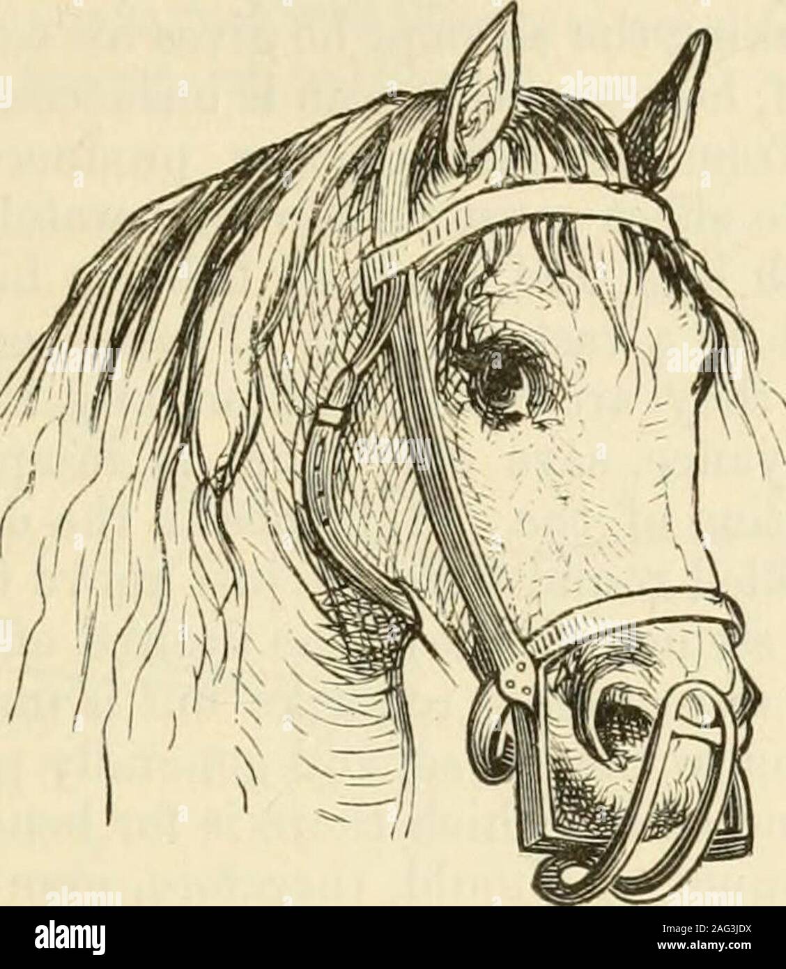 The Horse In The Stable And The Field His Management In Health