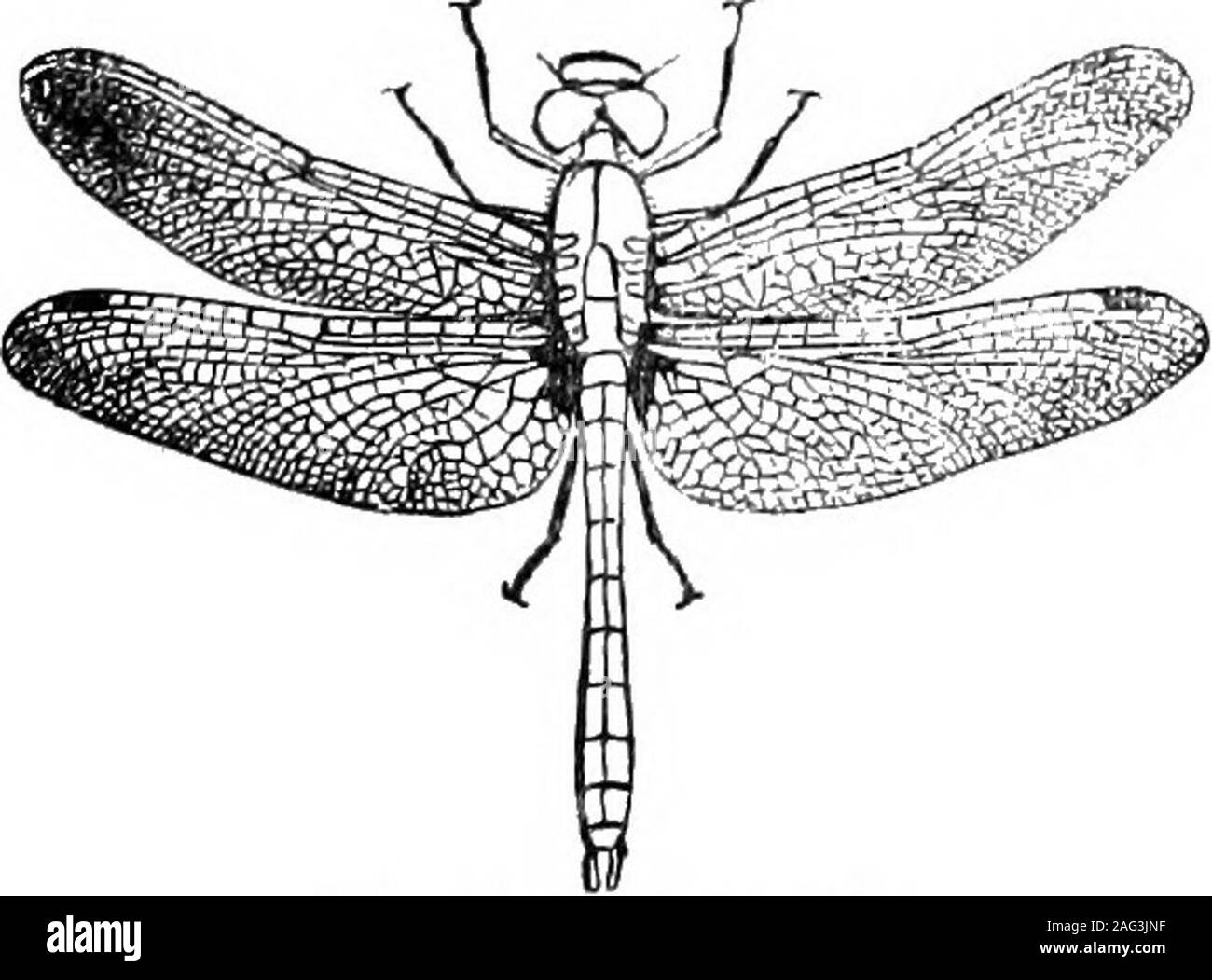 . [Scientific lectures]. Fig. U. Gerris. called Gerris poludum, and is commonly seen running over thesurface of streams and pools, marvels of mechanical skill and activ-ity. This insect is sometimes called the Wherryman, and it seemsthat thousands of years ago he anticipated the racing boat andwherries. Nature is full of v^onders, but before we leave the insectsthat live about the water we must speak of the DRAGON PLIES,of which Diplax Berenice is a tine representative.. Fig. 12. Dragon Fly. Here we have an insect type of all that is savage, relentless andblood thirsty. From its birth to its d Stock Photo