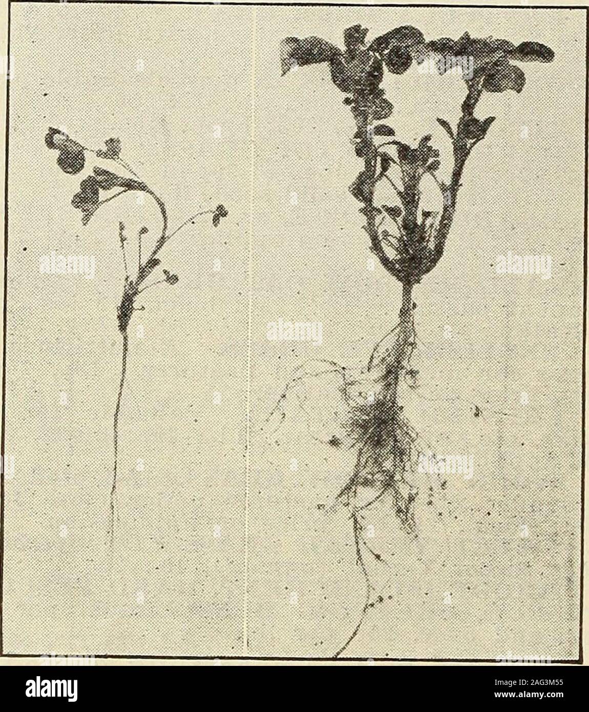 . Johnson's garden & farm manual : 1915. graphed (same scale). Plant on left Is not Inoculated 4. j j n .?, Plant on right Inoculated with The Midford NitrS-Germ! standard all OVer the WOrld.All other conditions Identical. THE CON-TRAST SPEAKS FOB ITSELF. Be sure to always specify the particular legume for which *The Mulford Nitro-Germ is desired, otherwise we will notknow how to fill your order. ALFALFA (Lucerne) COW PEAS SWEET PEAS SOY BEANS GARDEN PEAS CANADA FIELD GARDEN BEANS PEAS LIMA BEANS PEANUTS Lupins SPRING VETCH Sainfoin WINTER VETCH Beggar WeedHorse Beans and others Velvet BeansPe Stock Photo
