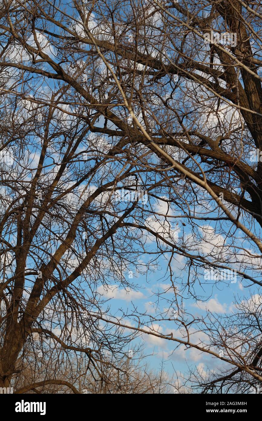 Closeup vertical shot tree hi-res stock photography and images - Alamy