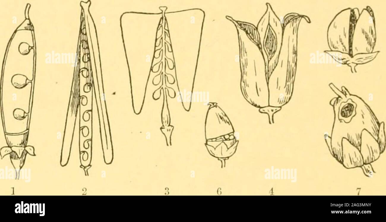 Unisexual female hires stock photography and images Alamy