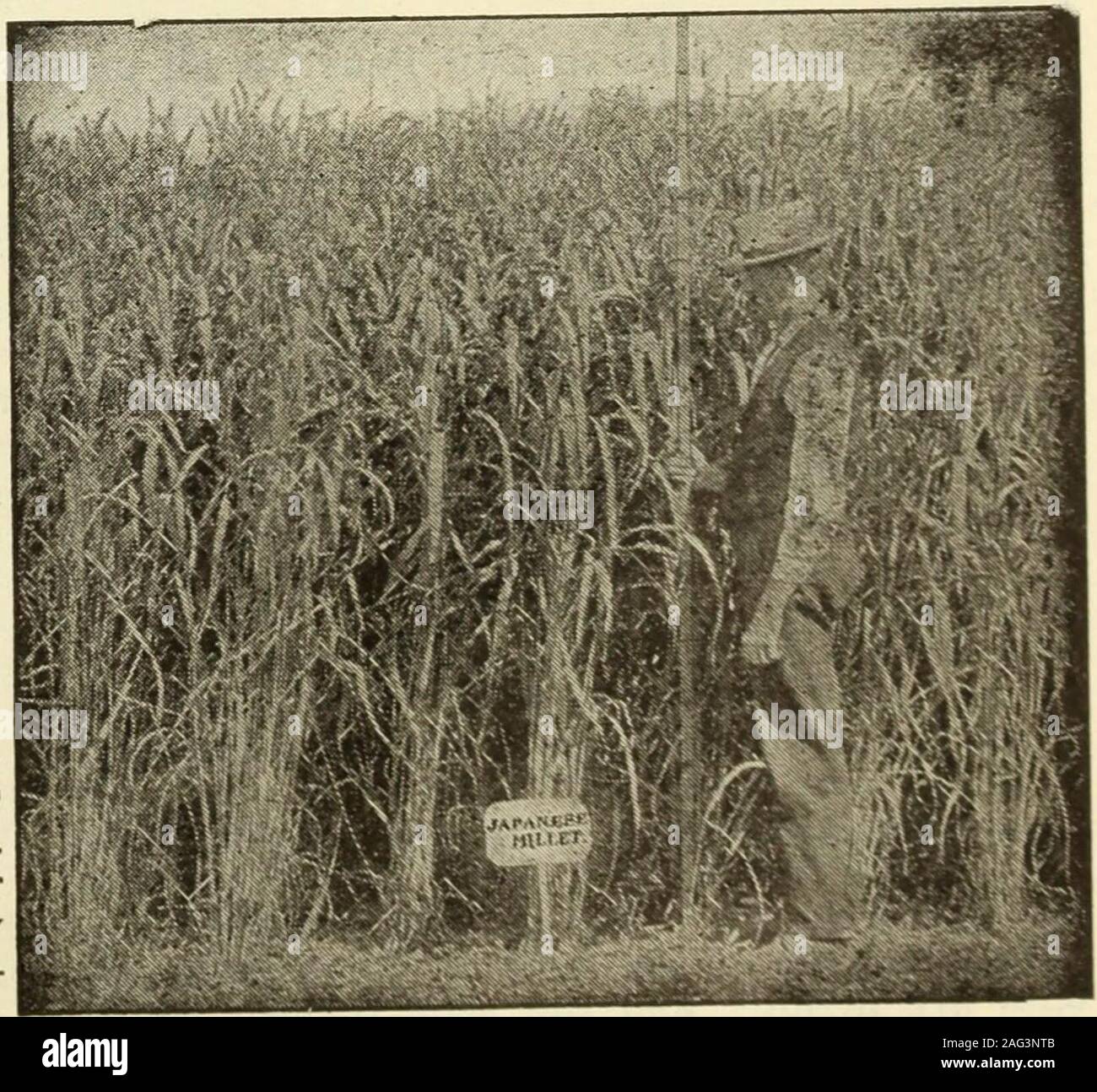 Hay of pearl millet hires stock photography and images Alamy