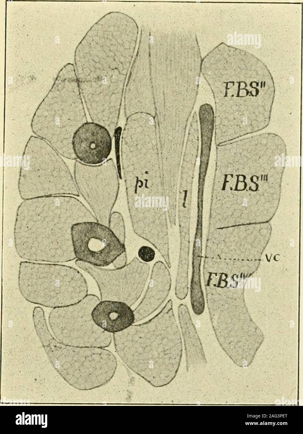 . The American journal of anatomy. flexores brevesmedii reach a much greater devel-opment than in the lower groupand are arranged in two distinctlayers, the superficial one (Fig.11, I) lying immediately beneaththe volar cartilage, from which ittakes origin, while the deeperone (pi) is in relation with theunderlying metacarpal bones. This latter layer does not concern us at present and will be left for con-sideration on another occasion. The superficial layer when traced distallydivides into four portions which pass to the II-V digits, there being noportion for the pollex. Each portion lies ben Stock Photo