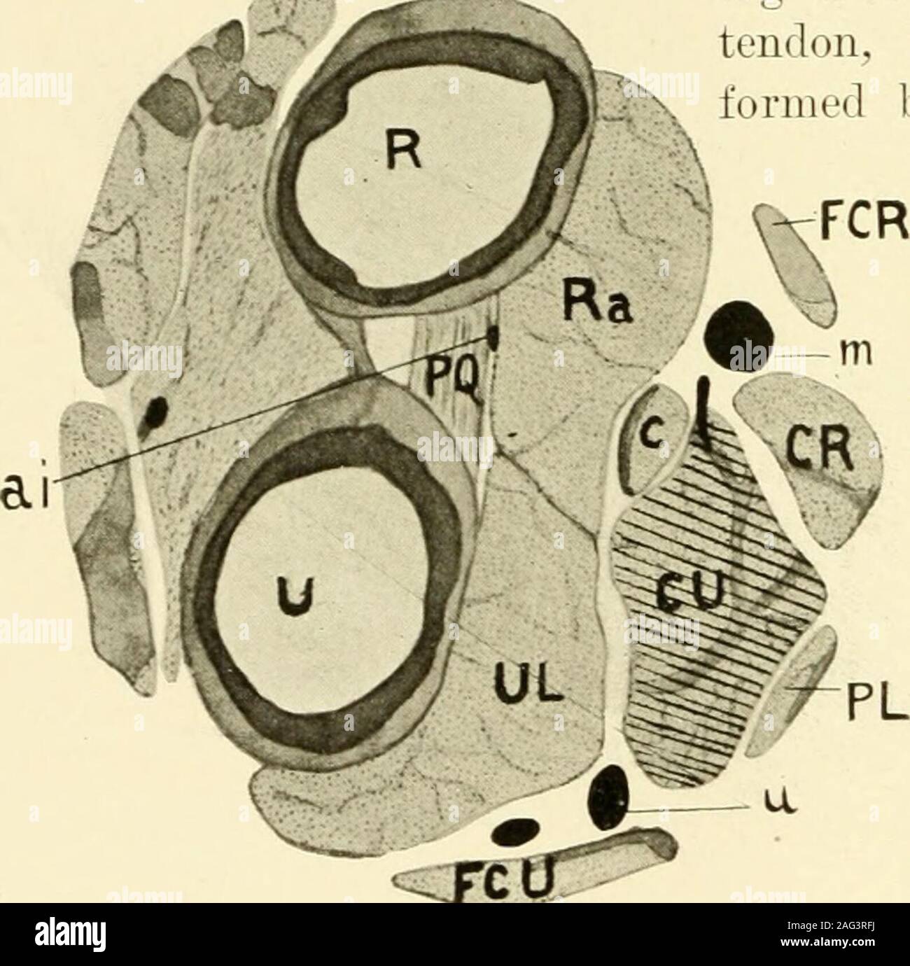 . The American journal of anatomy. gus, the relations of thesublimis being very similarto what obtained in theopossum, though the amountcontributed to it by thecondylo-ulnaris is somewhatgreater in the cat. In the mouse the condi-tions are somcAvhat differ-ent, however. As usual thefive portions of the flexormass and the palmarislongus can be recognized(Fig. T) and tracing themdownward it can be seen thatthe ulnaris, radiaiis, centralis and condylo-radialis all unite together toform a profundus tendon. But the condylo-ulnaris remains quite separatefrom the rest and at the wrist divides into th Stock Photo