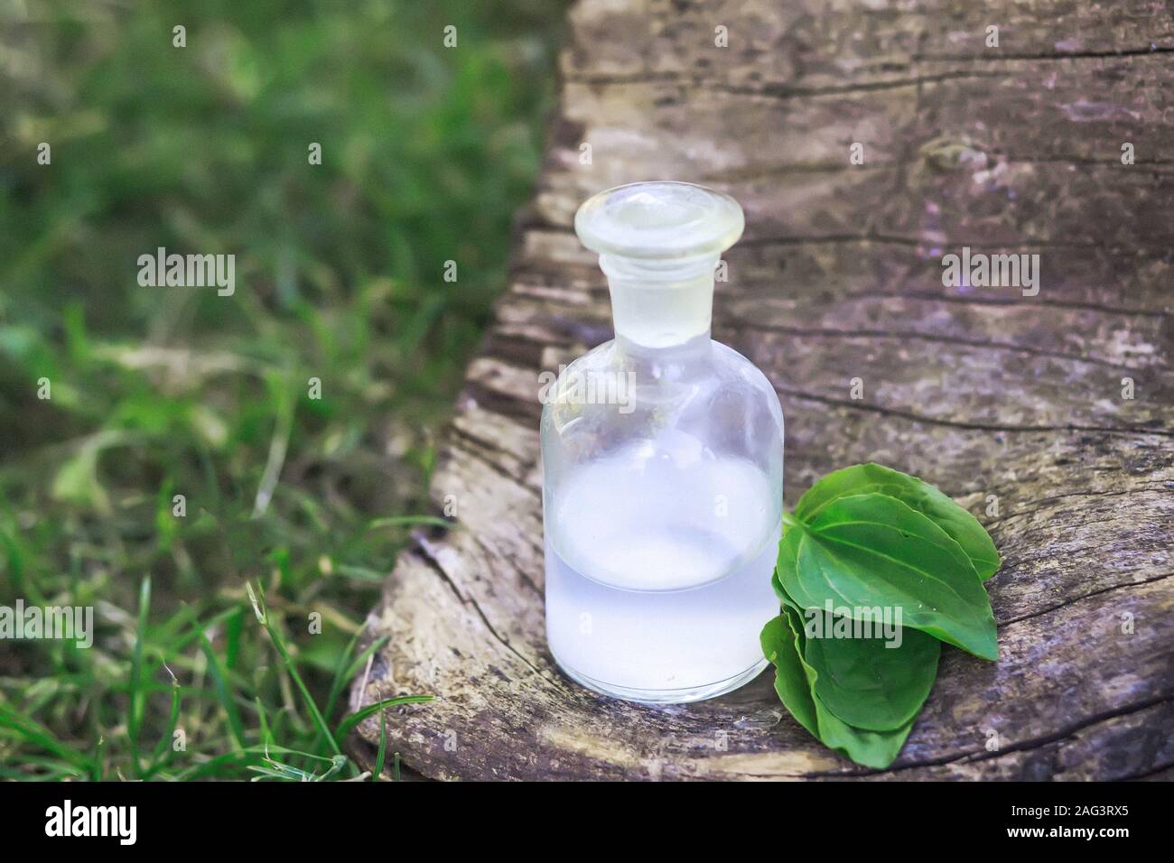 Greater plantain, Plantago, plantains or fleaworts green leaves next to clear bottle with an elixir cork. bottle of medicine on stump in forest on a b Stock Photo