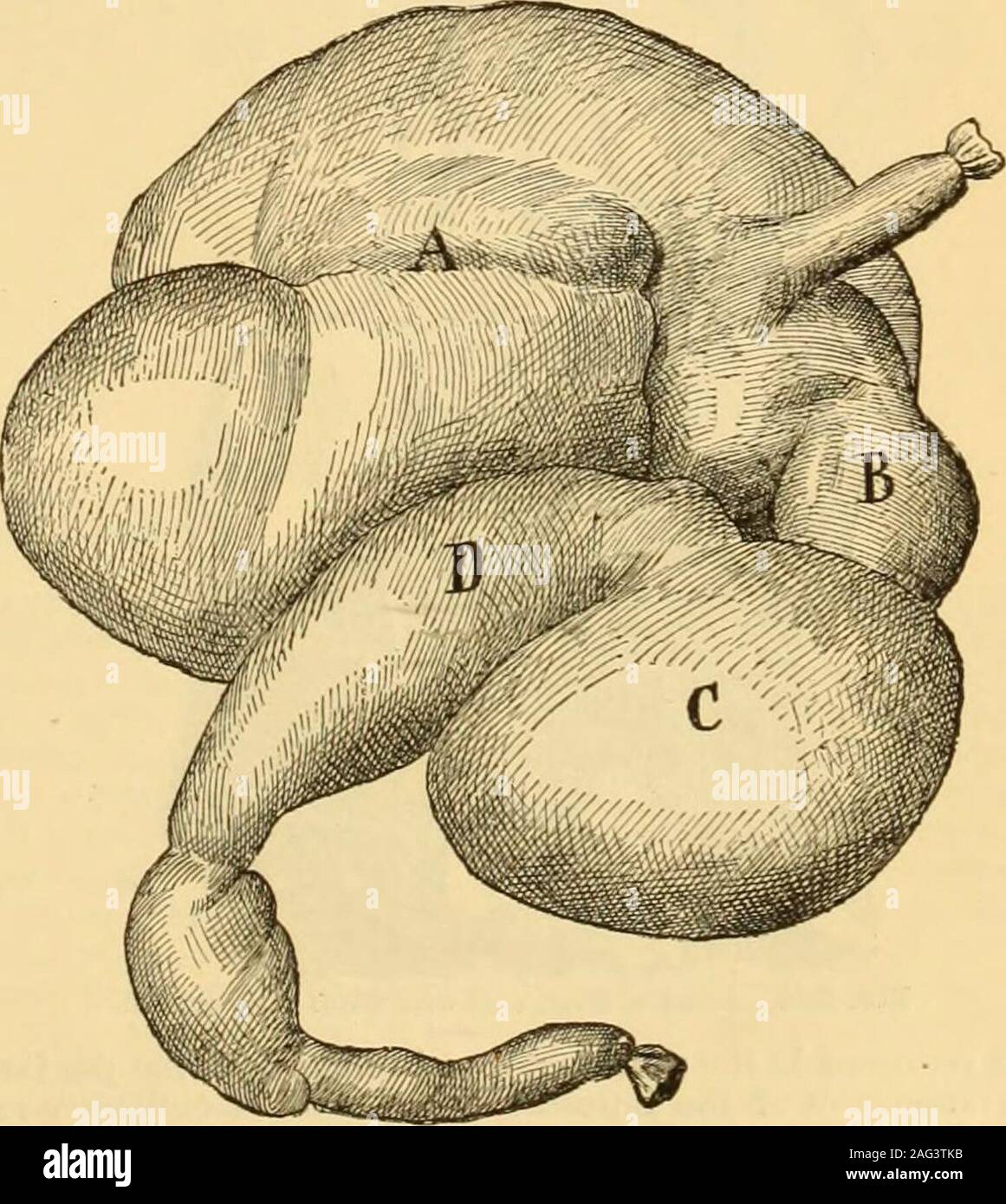 . A Reference handbook of the medical sciences : embracing the entire range of scientific and practical medicine and allied science. in cattle lies in a fold of the mesentery,and its duct, which is single, empties into the intestinefrom fourteen to sixteen inches beyond the ductus cho-ledochus. It is better, therefore, after opening the duo-denum and examining the common bile-duct, to remove theintestines together with the mesentery and including thi pan-creas. The intestines having been removed, the pancreasshould be freed from its attachments and excised. Themesentery should then be dissecte Stock Photo