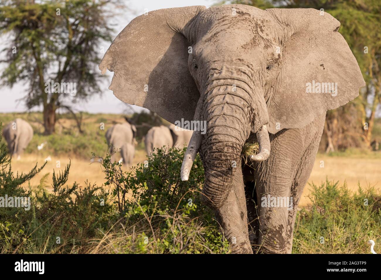 African Elephant (Loxodonta africana) portrait in Amboseli National Park, Kenya Stock Photo