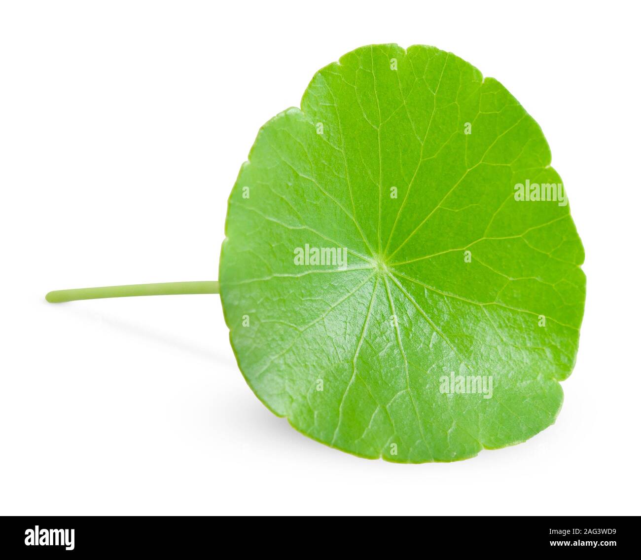 Asiatic Leaf Herb gotu kola, indian pennywort, centella asiatica, tropical herb isolated on white background. ayurveda herbal medicine inhibited or sl Stock Photo