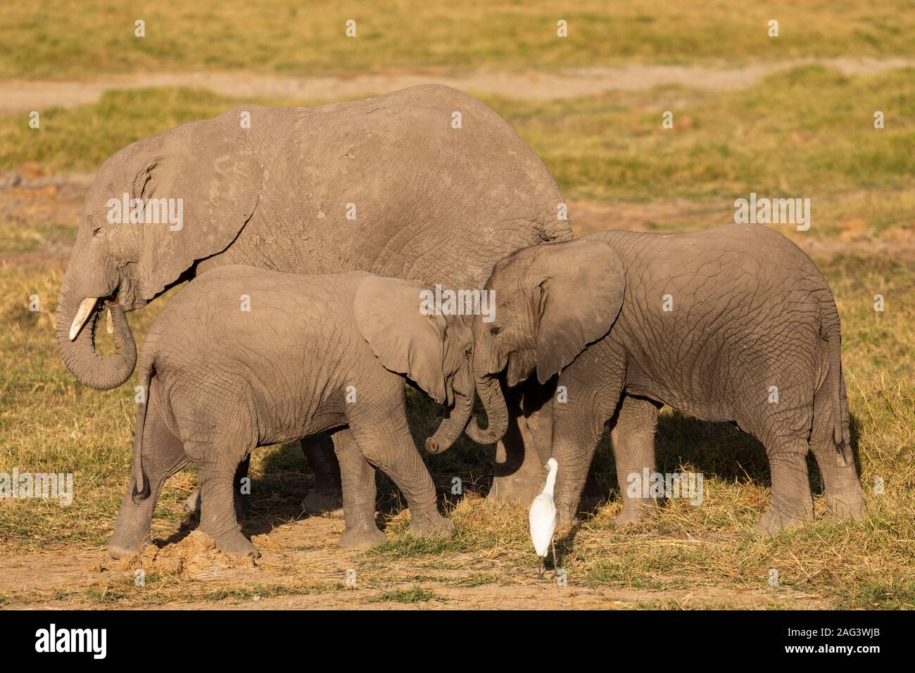 African Elephant (Loxodonta africana) two calves playing on the savannah in Amboseli National Park, Kenya Stock Photo