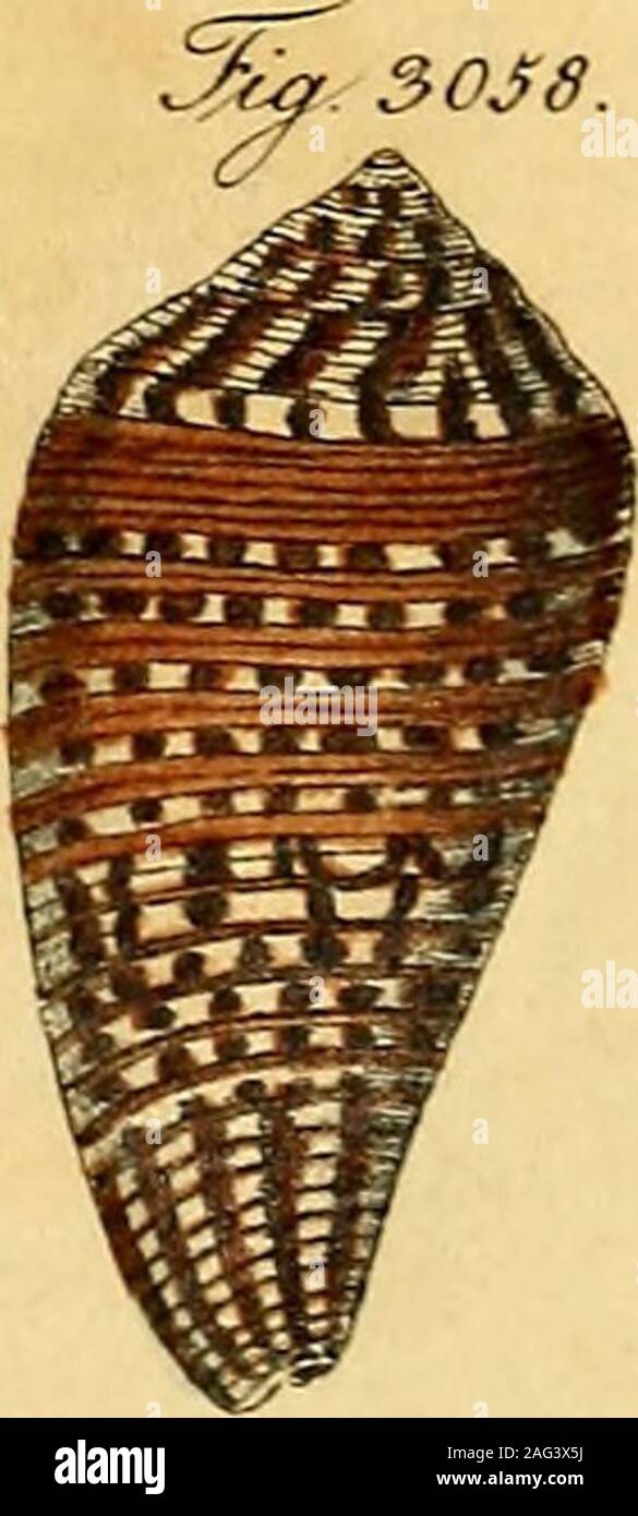 Conus mus hires stock photography and images Alamy