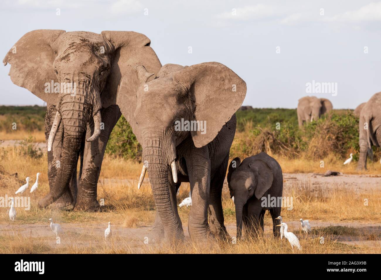 African Elephant (Loxodonta africana) herd on the savannah in Amboseli National Park, Kenya Stock Photo