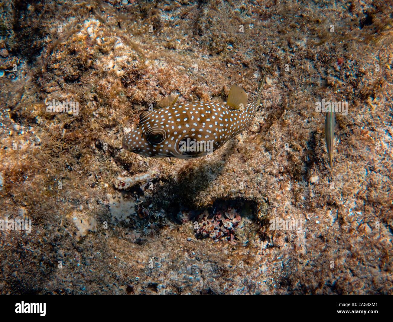 Fish camouflaging by some corals under the sea Stock Photo - Alamy