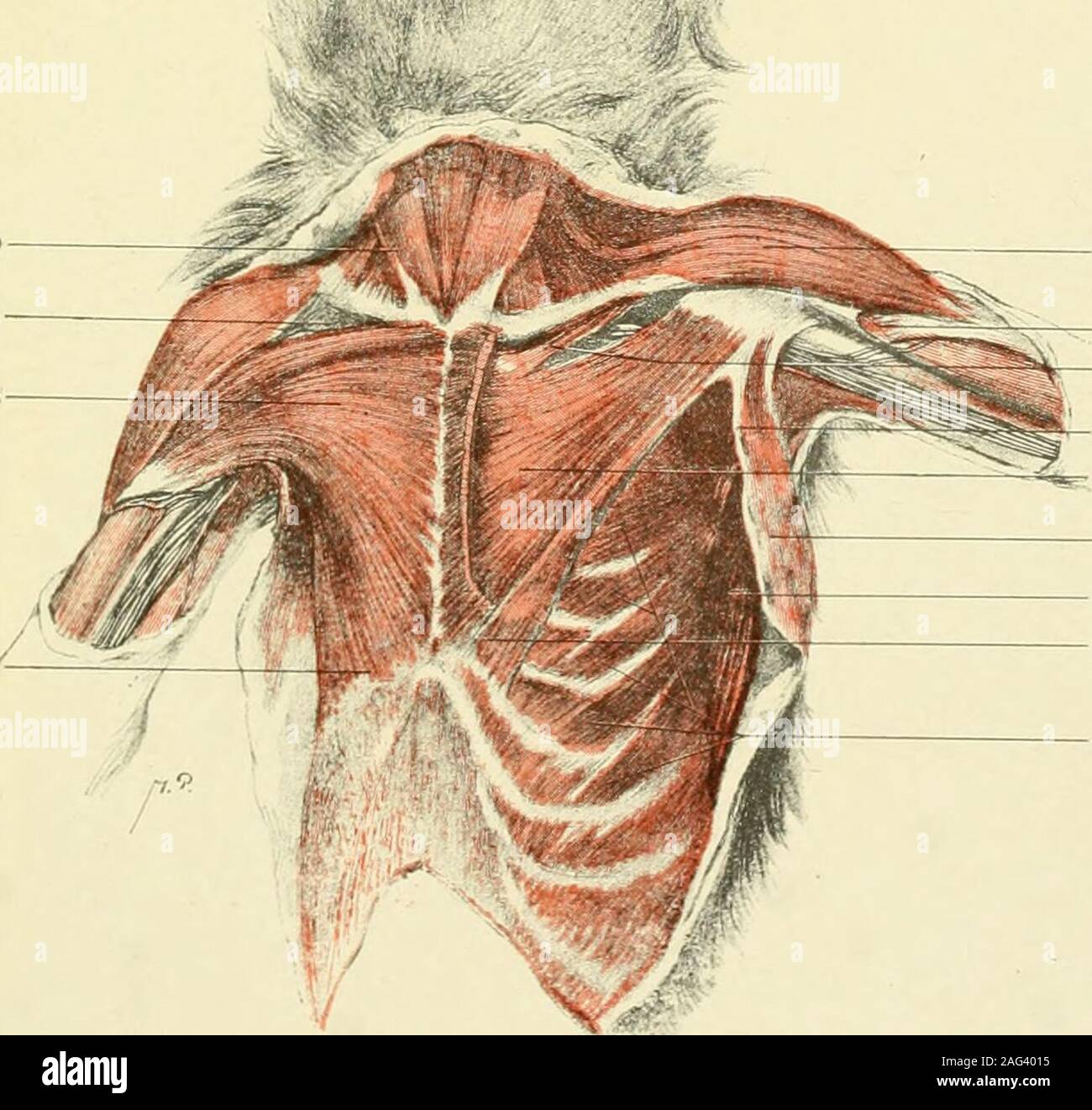 The American Journal Of Anatomy Fig 3hapale Jacchus 1 Insertion Of Pectoralismajorsubclavius Pectoralis Minor Latissimus Dorsi Intermediate Entopectoralslip Serratus Anticus External Obliquepectoralis Abdominalis Sterno Cleido Mastoid Subclavicular