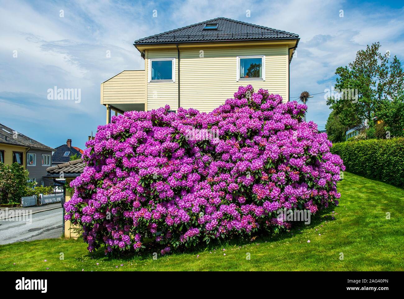 Violet Rhododendron photographed in front of a white house. Stock Photo