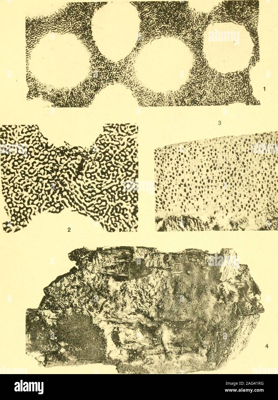 . Report of the State Entomologist on injurious and other insects of the state of New York. Fig. 1-5 PORIA GRISEOALBA (Peck) Sacc.Fig. 6-7 POLYPORUS INDURATUS Peck Plate 7 Polyporus induratus Peck 1 Cross section of the hymenium from specimens in the type col- lection. X 160. 2 Small portion of the trama as seen in cross section and enlarged. X 320. 3 Enlarged lateral view of a vertical section through one of the specimens in the type collection. Made with Bausch and LombMicro-Tessar lens, x 10. Poria laetifica (Peck) Sacc. 4 Specimen from the herbarium of L. O. Overholts, no. 3431. 5 Hyphae f Stock Photo