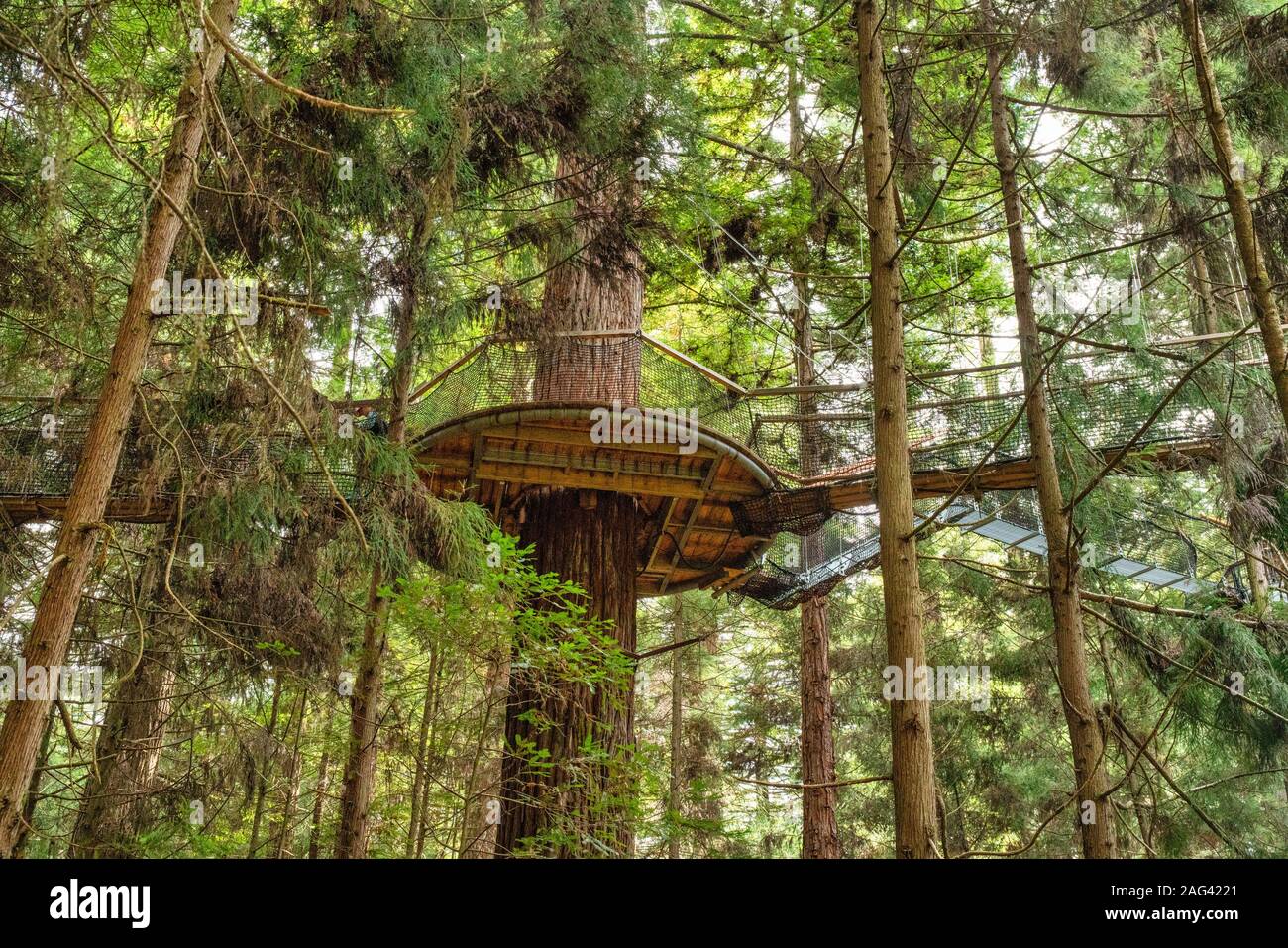 Looking up high to the platform and suspended tree walk bridge in the dense lush Redwoods Whakarewarewa forest in Rotorua New Zealand Stock Photo