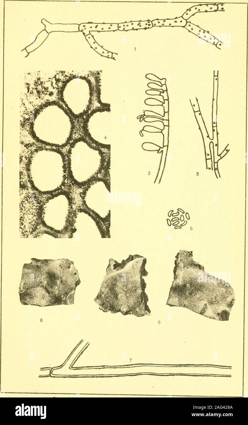 . Report of the State Entomologist on injurious and other insects of the state of New York. Fig. 1-7 PORIA FIMBRIATELLA (Peck) Sacc.Fig. 8 PORIA GRISEOALBA (Peck) Sacc. Plate 6 131 Poria griseoalba (Peck) Sacc. 1 Encrusted hvpHa from the subiculum. 2 Hypha from the trama, showing the origin of the basidia. See text.^ Anastomosing hphae from the subicuhim. 4 Microphotograph of cross section of the hymenium. x i6o. 5 Mature spores. Polyporus induratus Peck 6 Specimens in the type collection, x i. - Hypha from specimens in type collection. 132 N. Y. State Botanists Report, 1917 PLATE 6. Fig. 1-5 Stock Photo