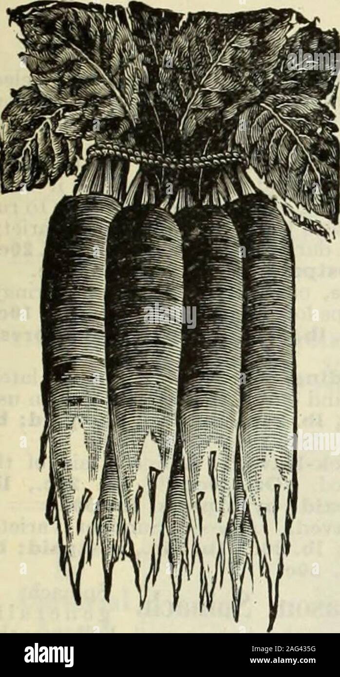 Gregory's honest seeds. el-lent. Pkt. 5c, oz. 15c, i lb. 30c, lb.  90c,postpaid; by express, lb. 85c. Long Varieties 1099 Chartier or  Shepherd. tSn.) xht Radish has rapidly grown into high