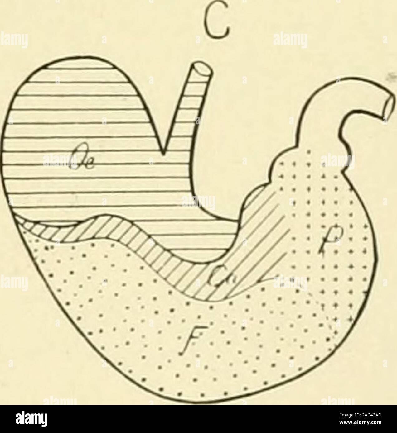 Cardiac glands hires stock photography and images Alamy
