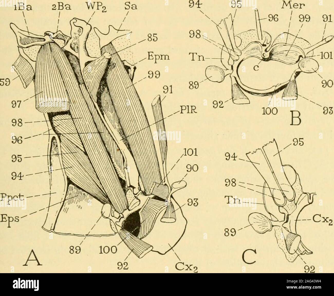. Smithsonian miscellaneous collections. apophysis ; inserted on posterior angle of coxa(A, B, loi) between attachments of po and pi. The telopodite of the middle leg, or that part of the limb beyondthe coxa, has the same musculature as the telopodite of the first leg;its muscles are the following: 102. Levator of the trochanter.—Origin dorsally in base of coxa;insertion on dorsal lip of base of trochanter. /oj. Depressor of the trochanter.—A five-branched muscle with allbranches inserted on a tongue-like apodeme arising from ventral lipof base of trochanter. Two branches arise ventrally in th Stock Photo