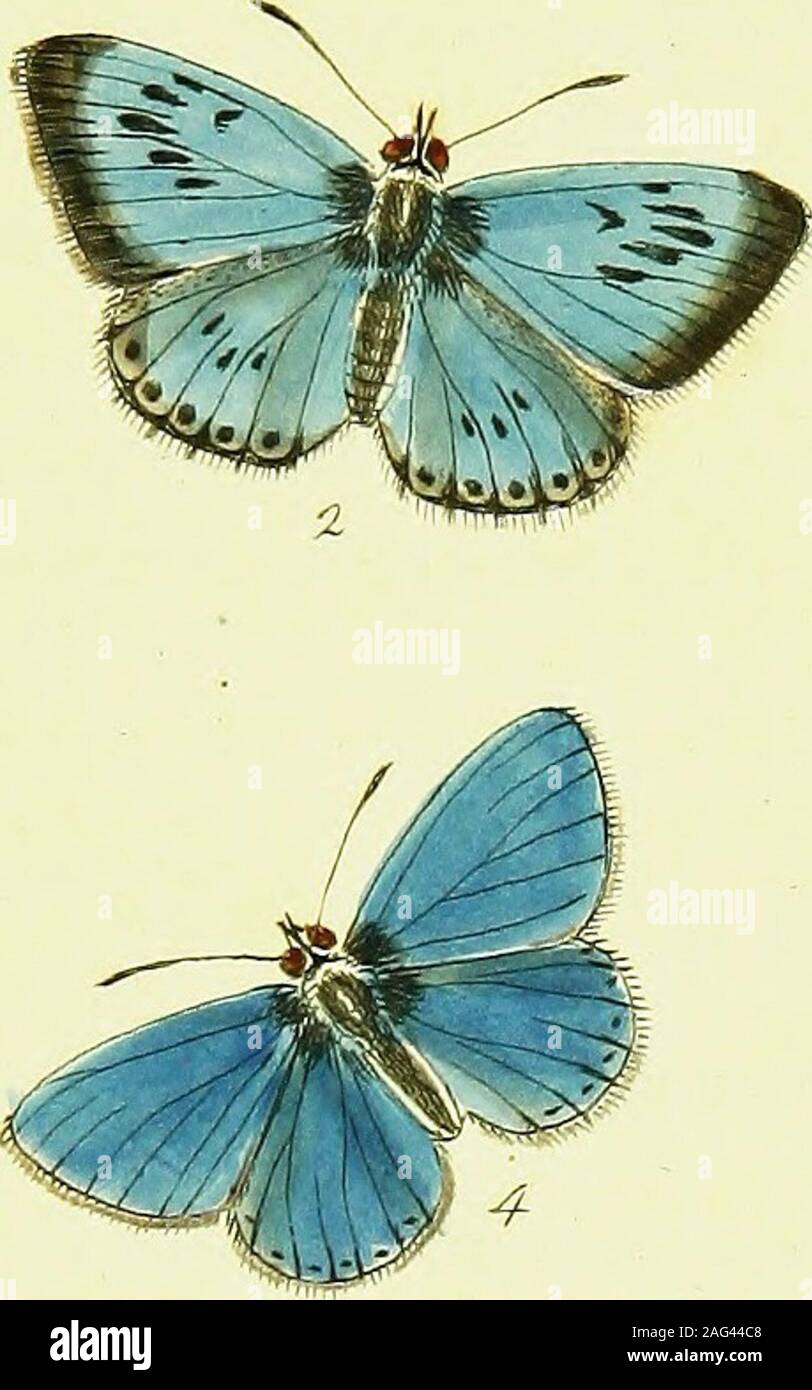 . The papilios of Great Britain, systematically arranged, accurately engraved, and painted from nature, with the natural history of each species, from a close application to the subject, and observations made in different countries of this kingdom; as well as from breeding numbers from the egg, or caterpillar, during the last thirty years. Stock Photo