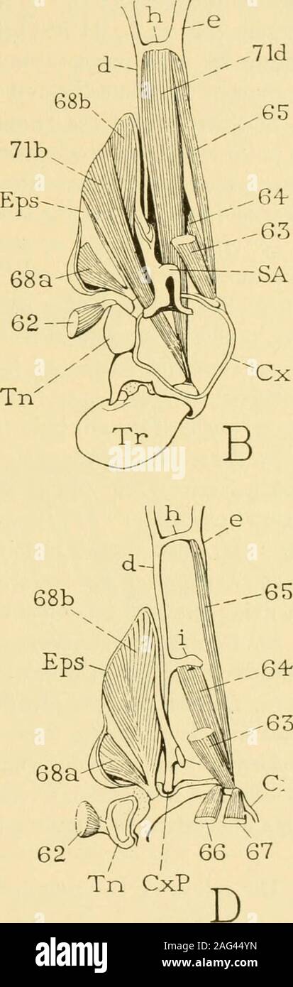 Torcel Leg . Smithsonian miscellaneous collections. / / Ss iSpn 67 66 C. Fig. 33 ...