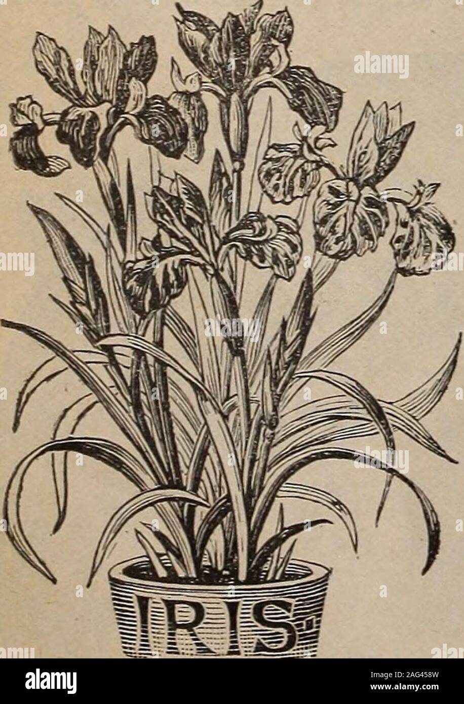 . Childs' catalogue of fall bulbs that bloom : plants shrubs, fruits etc.. violet. CHARLES DICKENS —Light blue. MONT BLANC — Fine,pure white. NIMROD—Purple-black.OTHELLO—Dark blue.Price, 5c each; the 5 for20c; 40c per dozen. Fine Mixed (Many Col-ors), 20c per dozen; $1.50 per100. Star of Bethlehem (Ornithogalum Umbellatum) The good old Star of Bethlehem is a lovely flower. ItBoon forms mats of narrow, silver-striped foliage, dotted inearly summer with a profusion of dainty white stars. Makesa neat edging for herbaceous borders, and is perfectly hardy.It can be grown in pots, flowering well dur Stock Photo