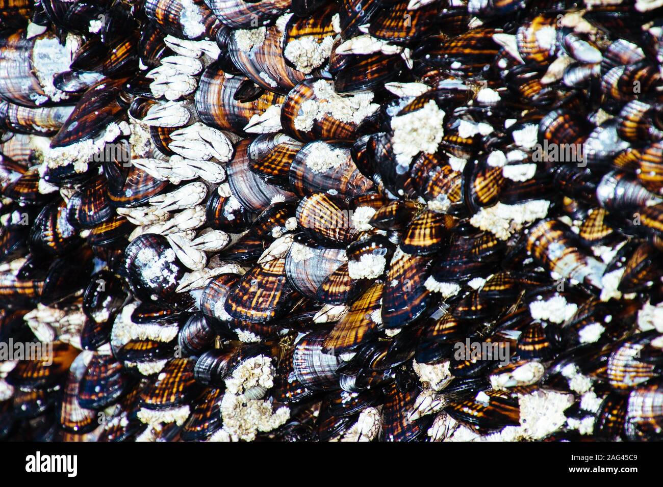 Closeup shot of Baltic Macoma clams gathered in one place Stock Photo