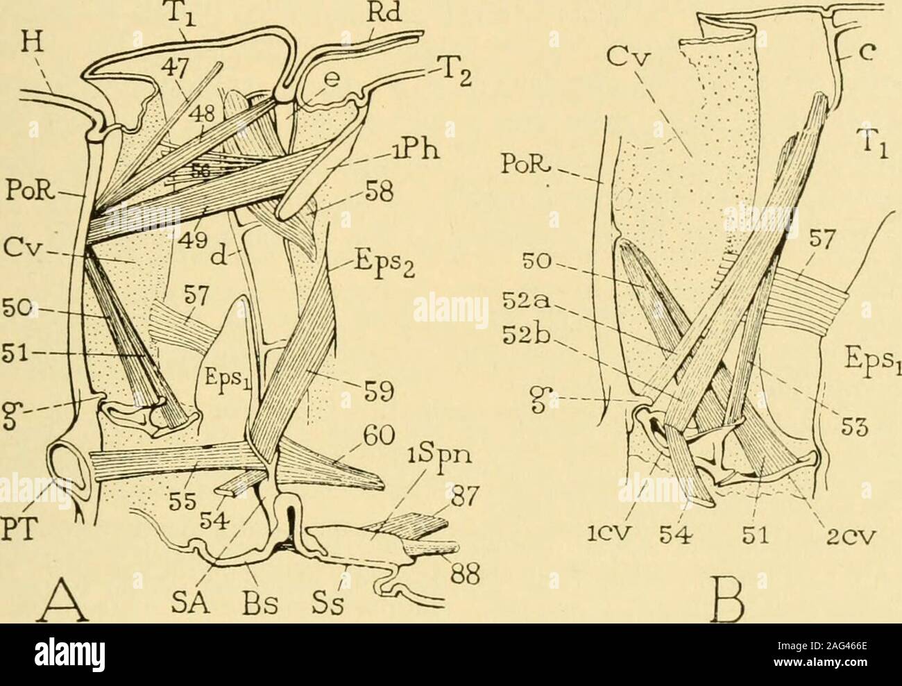 . Smithsonian miscellaneous collections. ified when the generalplan of the segmental musculature is understood. The thoracic mus-cles of insects fall into a few major groups which, in a general way, areas follows: (i) dorsal body muscles; (2^ ventral body muscles; (3)tergo-sternal muscles; (4) special wing muscles; (5) pleuro-sternalmuscles; (6) coxal wing muscles ; (7) body leg muscles ; (8) musclesof the leg segments; (9) muscles of the spiracles. In addition thereare the muscles of the neck plates, and often oblique, lateral interseg-mental muscles. NO. 2 THORACIC MECHANISM OF A GRASSHOPPER Stock Photo