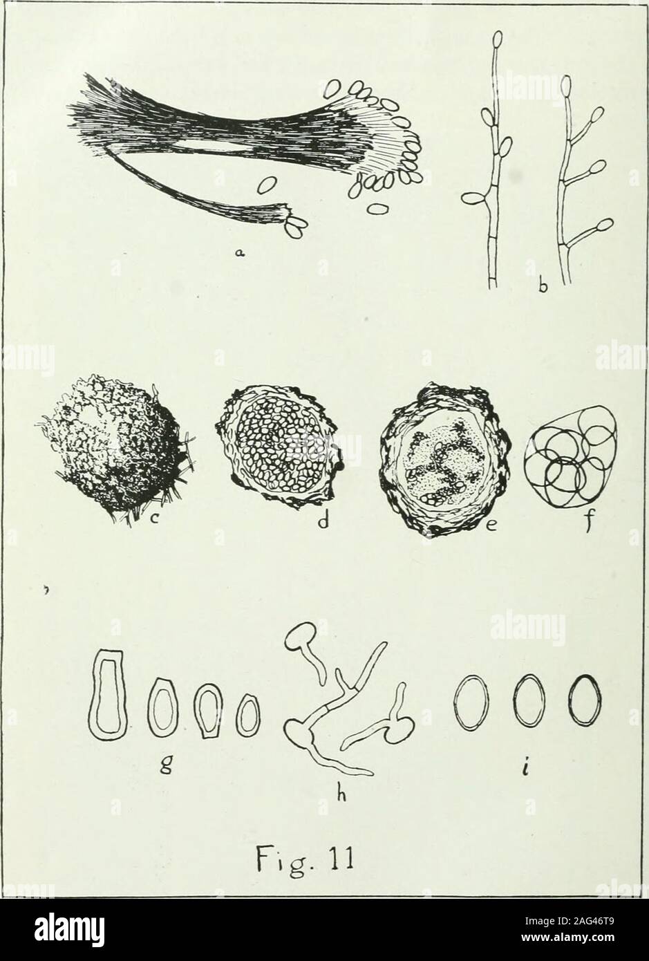 . The American journal of tropical medicine. Fifi. 10. Cultures of Allescheria Boydii From left to right (1) plain agar, (2) Sabourauds agar, (3) potato (4) beerwort. The dark sjiecks on the mycelium in cultures 2 and 3, and the whollydark character of the growth in (4) are the perithecia. 262 MARK F. BOYD AND EARL D. CRUTCHFIELD. Fig. 11. Morphology of Allescheria ix Culture a, Coremium; b, Conidia with conidiaspores; c, Exterior of perithecium;d, Section of a mature perithecium filled with spores; e, Section of an immatureperithecium, showing a few asci; f, A mature ascus with eight spores; Stock Photo