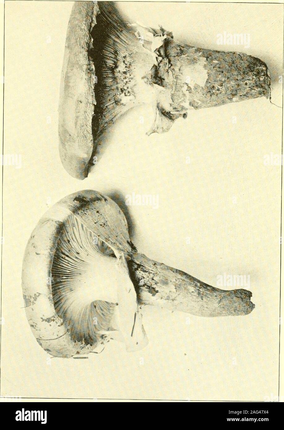 . Report of the State Entomologist on injurious and other insects of the state of New York. -p.. ^ „ (Photograph by G. A. Bailey) i^ig. -i: 1^ r a s e r a c a r o 1 i n e ii s i s Waller. Ph ME REPORT OF Till: STATK P.OTANIST lijl/ T,^, Coniophora vaga RurtOn old log of U 1 m n s a in eric a n a. Xaughns, Washingtonconn!}. S. H. Bnrnham, no. 20. September i, 1915. Dicaeoma seymouriana Arthur(Puccinia seymouriana Arthur)Telia stage on leaves of S p a r t i n i a m i c h a u x i a n a Hitchc.South Bay, Madison county, on shore of Oneida lake. H. D. House.August 17, 1917. The sori appear upon the Stock Photo