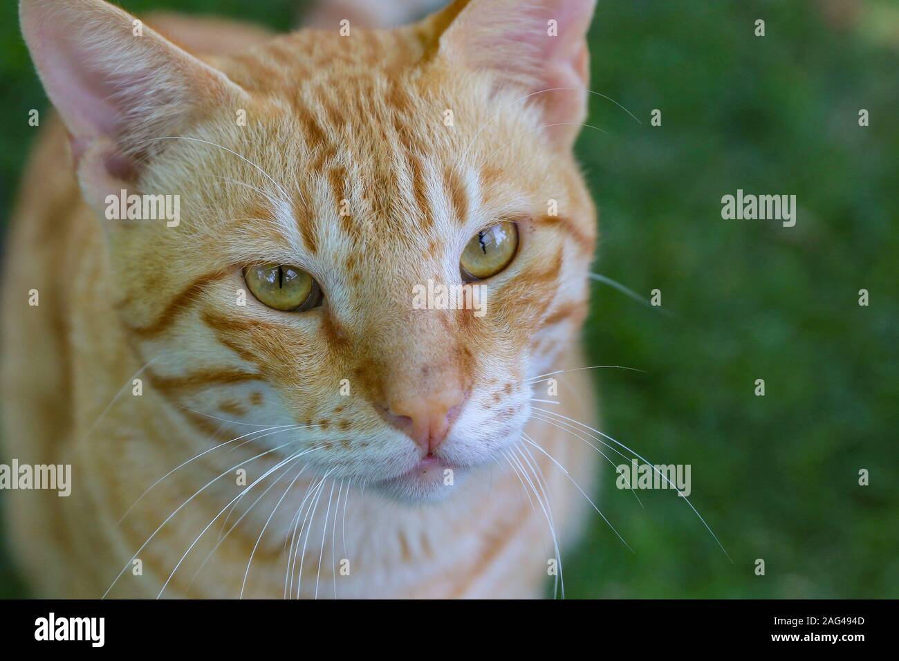 Portrait of a stray cat in a public park in Abu Dhabi Stock Photo Alamy