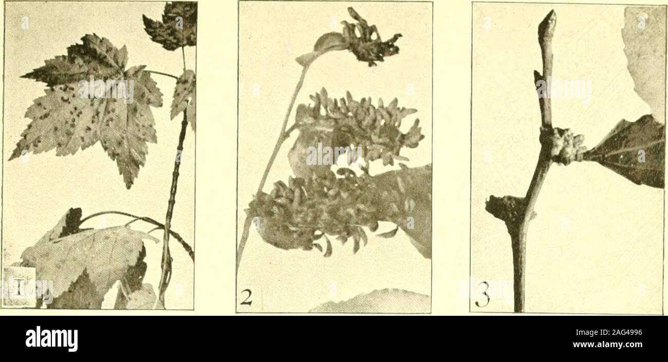 . Report of the State Entomologist on injurious and other insects of the state of New York. ?v^/?- V ^ Plate 16 Plant Mite Galls 1 E r i o p h y e s sp. on red maple, Acer rubrum. (After Thompson) 2 Wild cherry pouch gall, Eriophyes ?padi Nal. (After Thompson) 3 Poplar leaves deformed possibly by Eriophyes populi Nal. (After Thompson) 4 Leaf gall onPyrus arbutifolia, produced by Eriophyes sp. (After Thompson) 5 Oak buds blasted by Eriophyes sp. (After Thompson) 6 Galls on poison ivy produced by Eriophyes sp. (After Thompson) 7 Terminal leaves of Rhus copallina deformed by Eriophyes sp. (After Stock Photo
