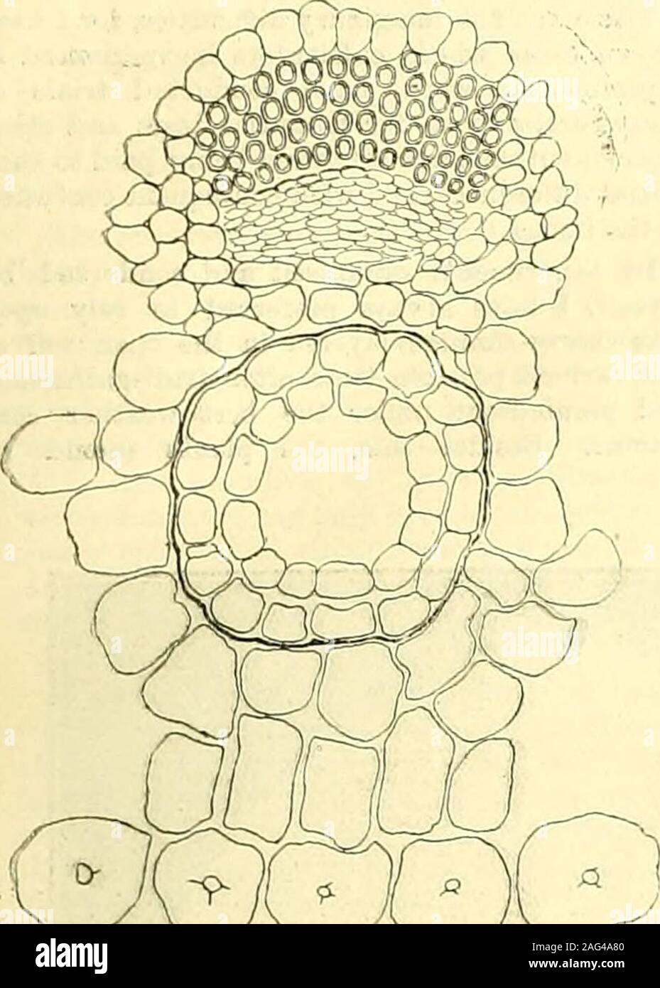 . The Gardeners' chronicle : a weekly illustrated journal of horticulture and allied subjects. trengthening tissue ; Mc, mesophyll; .Vi;. xylem ; and P/i, phloem, surrounded by a ring of endoaerm ; JS.C, resin canal. Kew Bulletin (1892), p. 121, and was described indetail by Dr. Eendle in the Transactions of theLinncan Society, May, 1894. The tree is destinedto be of great importance as a timber tree insubtroj)ic.al countries, if it can be adequatelyprotected against forest fires and recklessfelling. Like so m.any of its allies, the tree just mentioned, but in the specimen figtired, onlj-two f Stock Photo