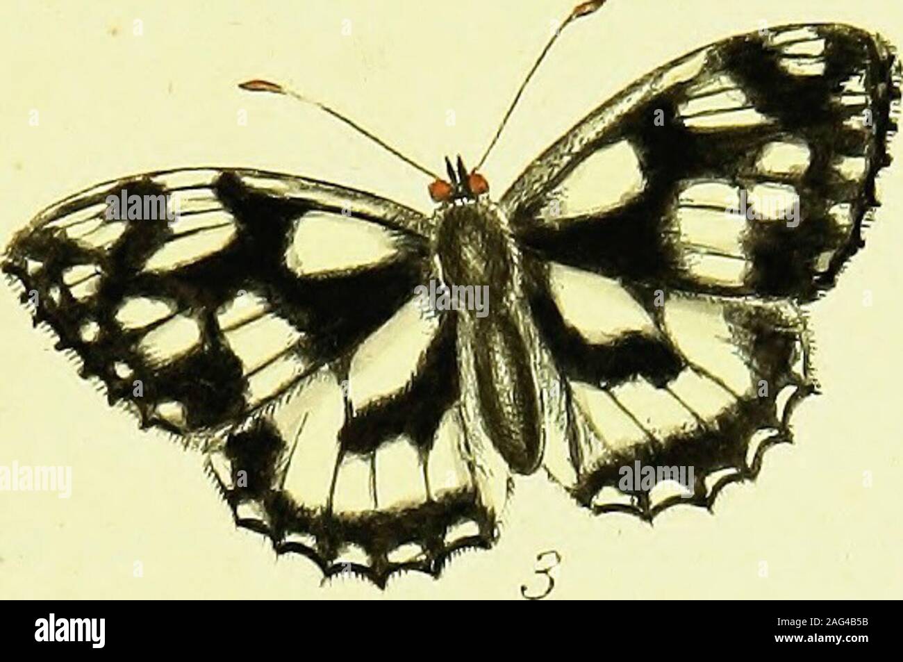 . The papilios of Great Britain, systematically arranged, accurately engraved, and painted from nature, with the natural history of each species, from a close application to the subject, and observations made in different countries of this kingdom; as well as from breeding numbers from the egg, or caterpillar, during the last thirty years. er they conceal themfelves in the ground, and abfhin from food till themonth of March, when they feed again on the young and tender moots of grafs.In June they arrive at their full growth, as ac fig. 1, and change to chryfalidesabout the middle of the fame m Stock Photo